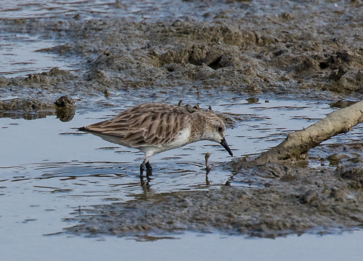 Red-necked Stint - ML622120674