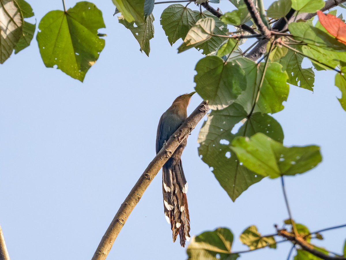 Squirrel Cuckoo - ML622120675