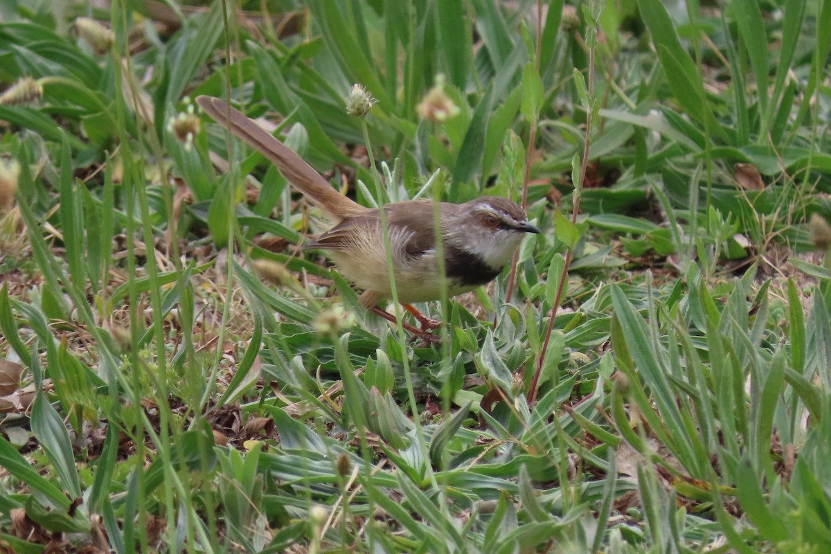 Prinia Pechinegra - ML622120676