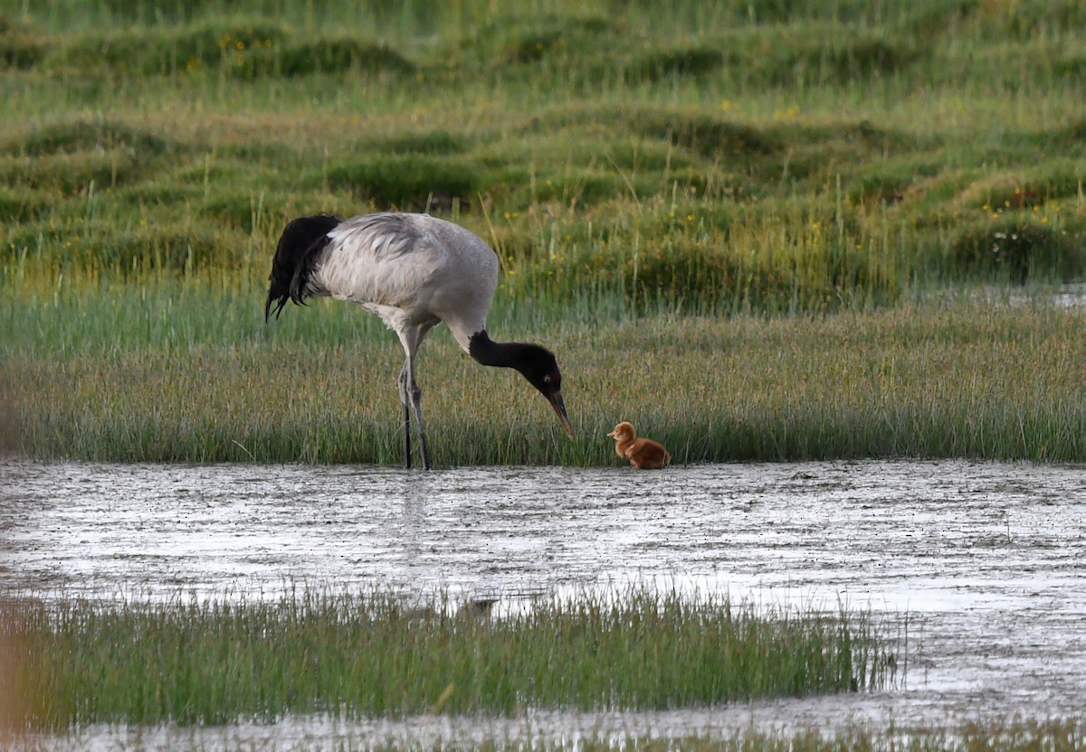 Black-necked Crane - ML622120681