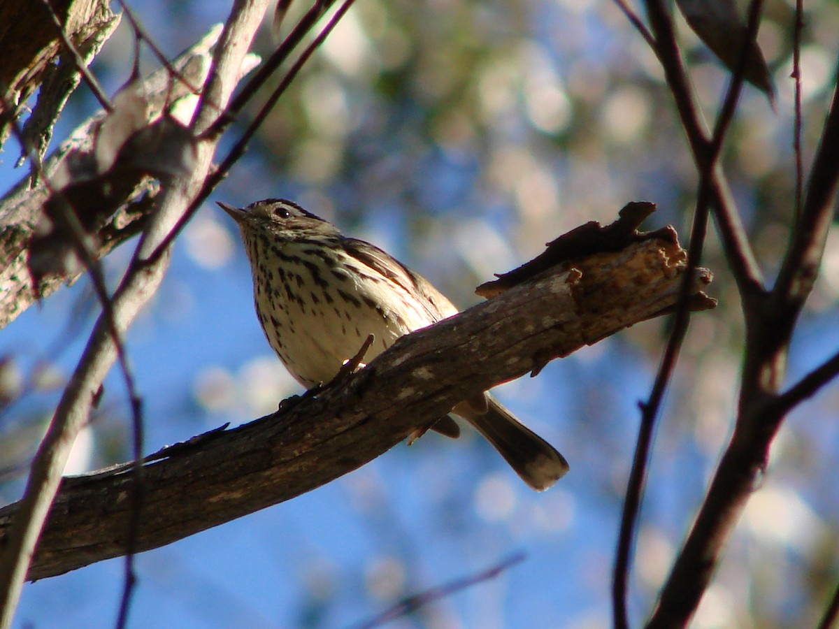 Speckled Warbler - ML622120686