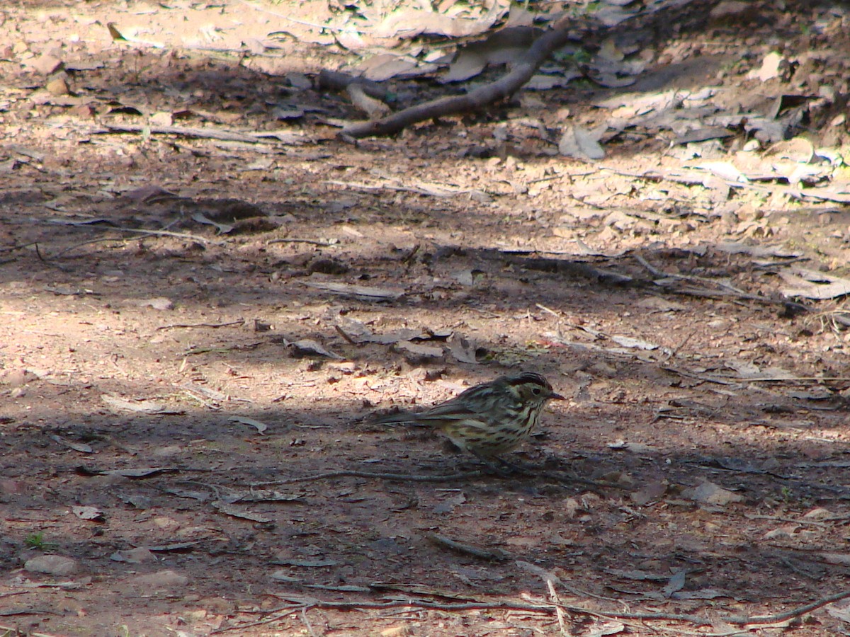 Speckled Warbler - ML622120687