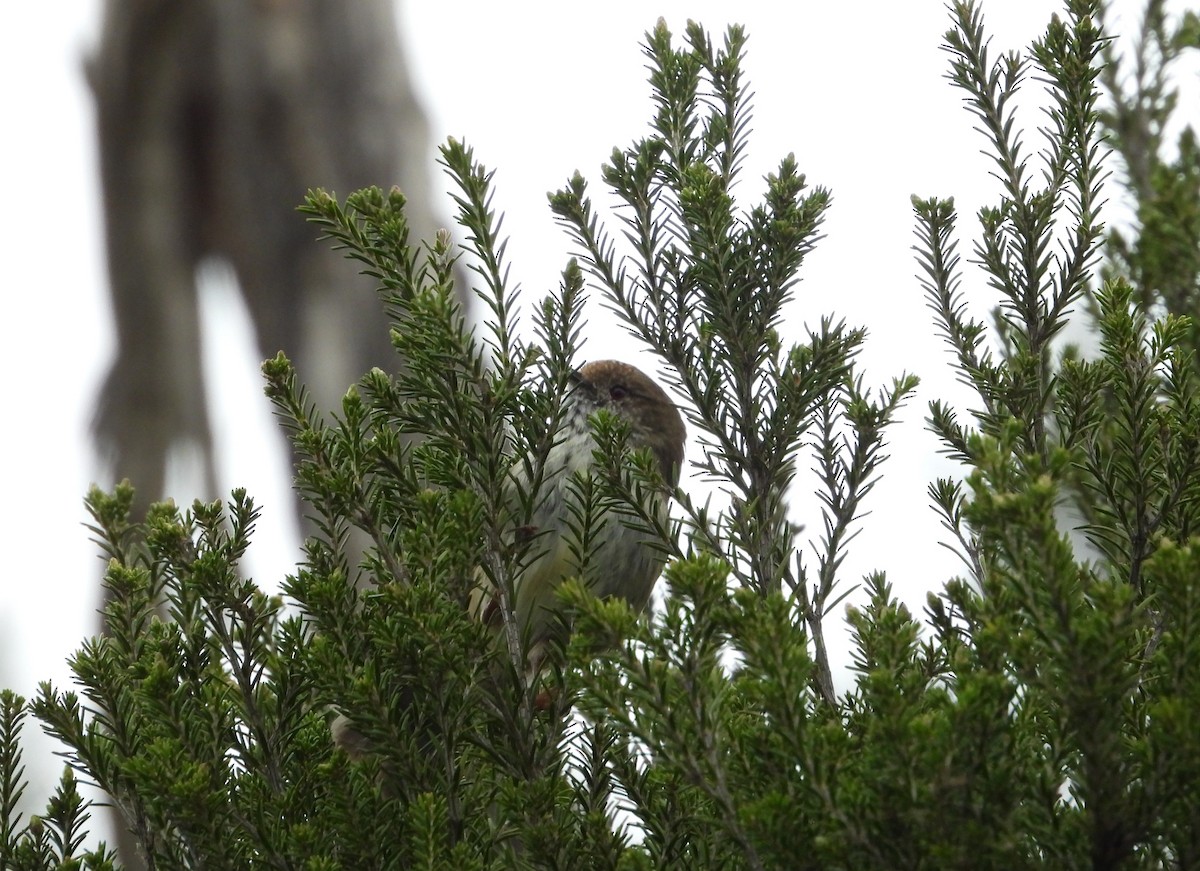 Brown Thornbill - ML622120693