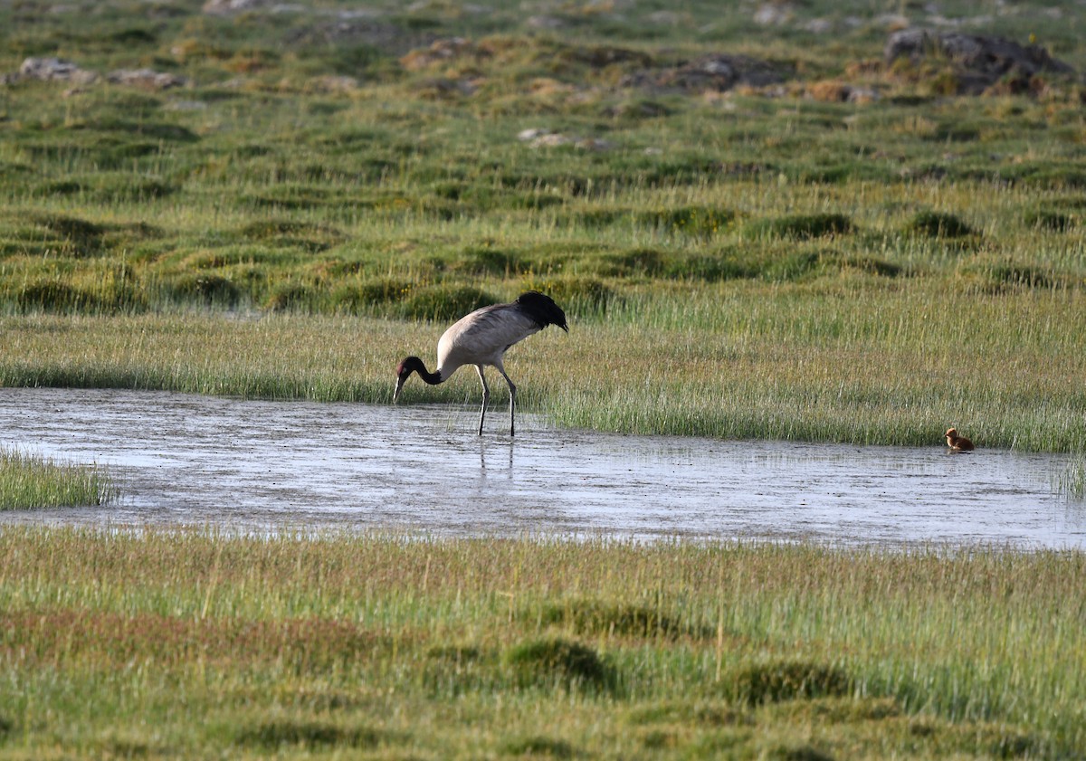 Grulla Cuellinegra - ML622120697