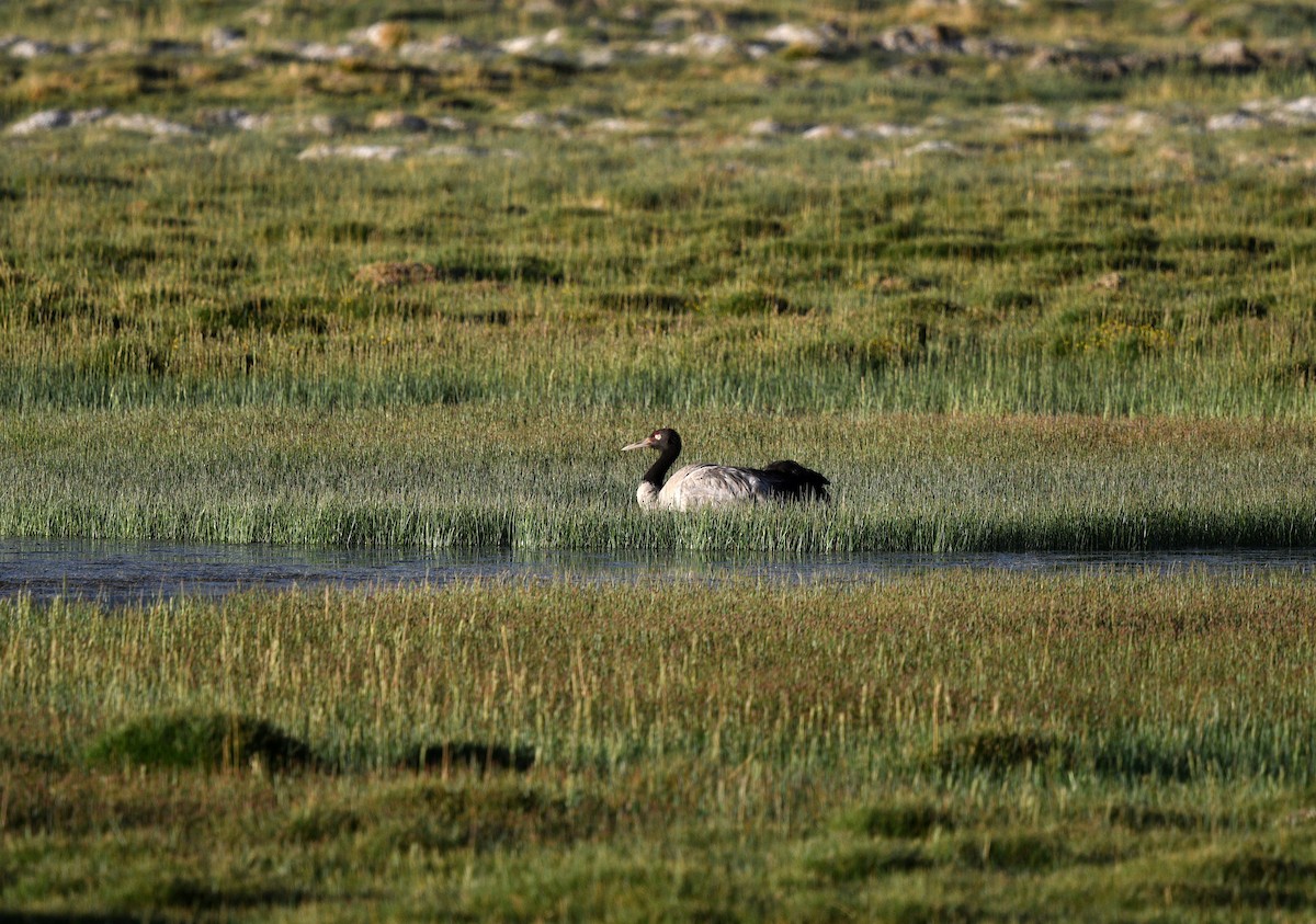 Black-necked Crane - Rofikul Islam