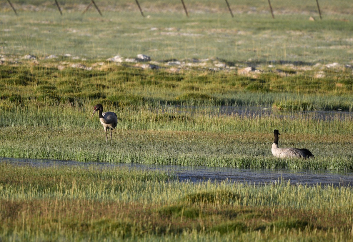 Black-necked Crane - Rofikul Islam