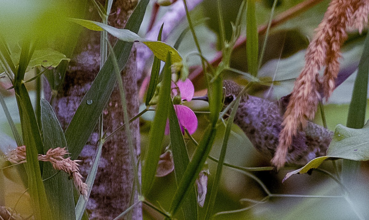 rødmaskekolibri - ML622120703