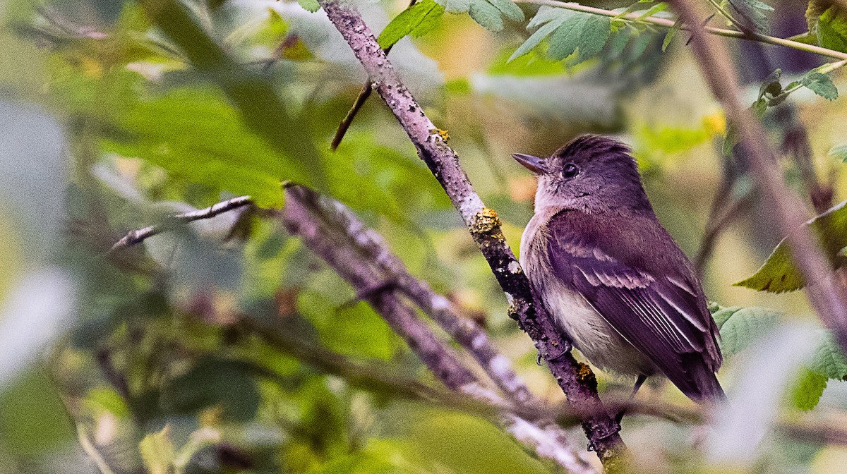 Western Wood-Pewee - ML622120708