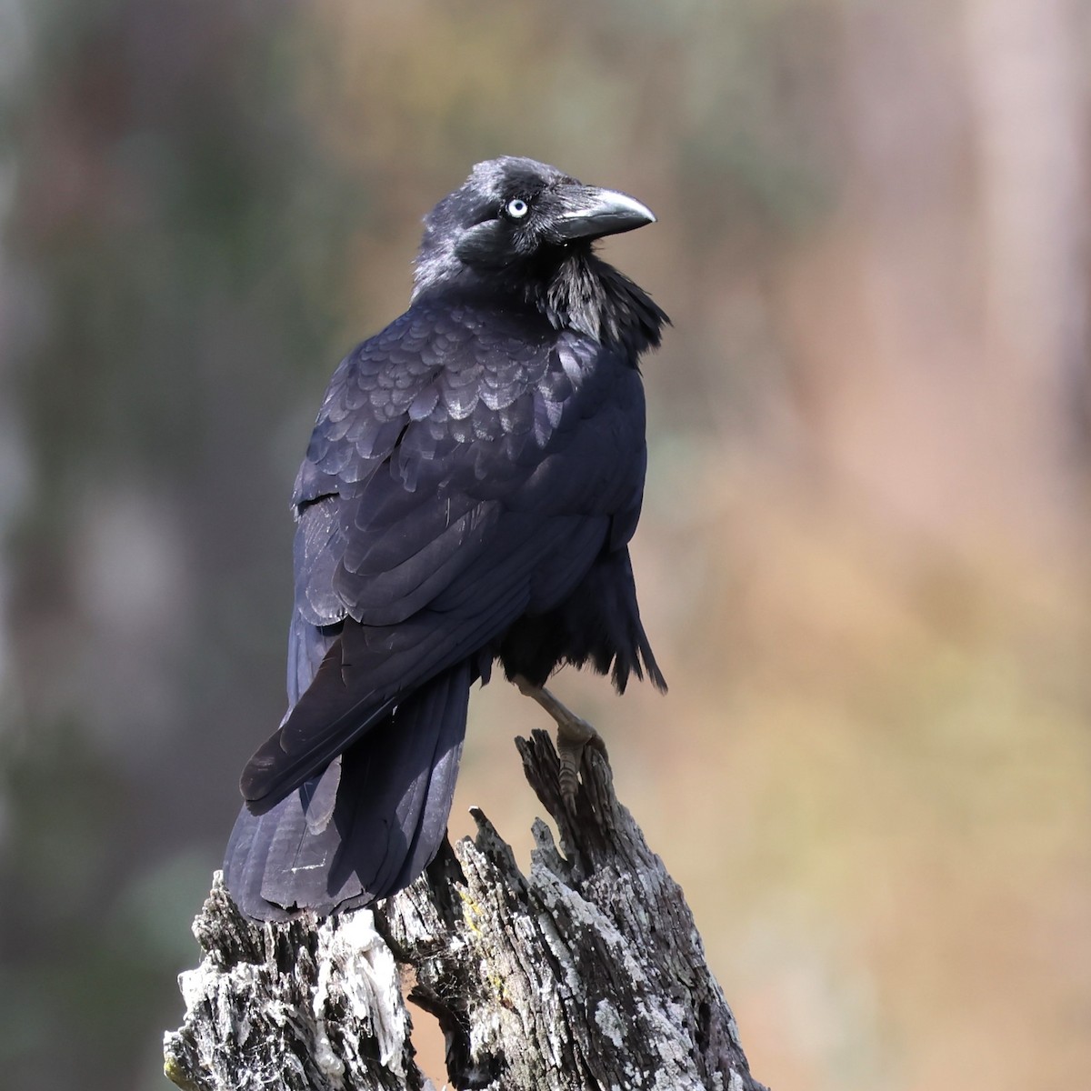 Australian Raven - Mark and Angela McCaffrey