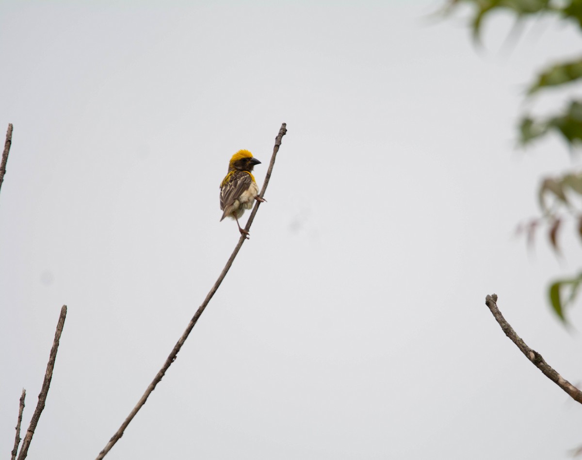 Baya Weaver - ML622120728