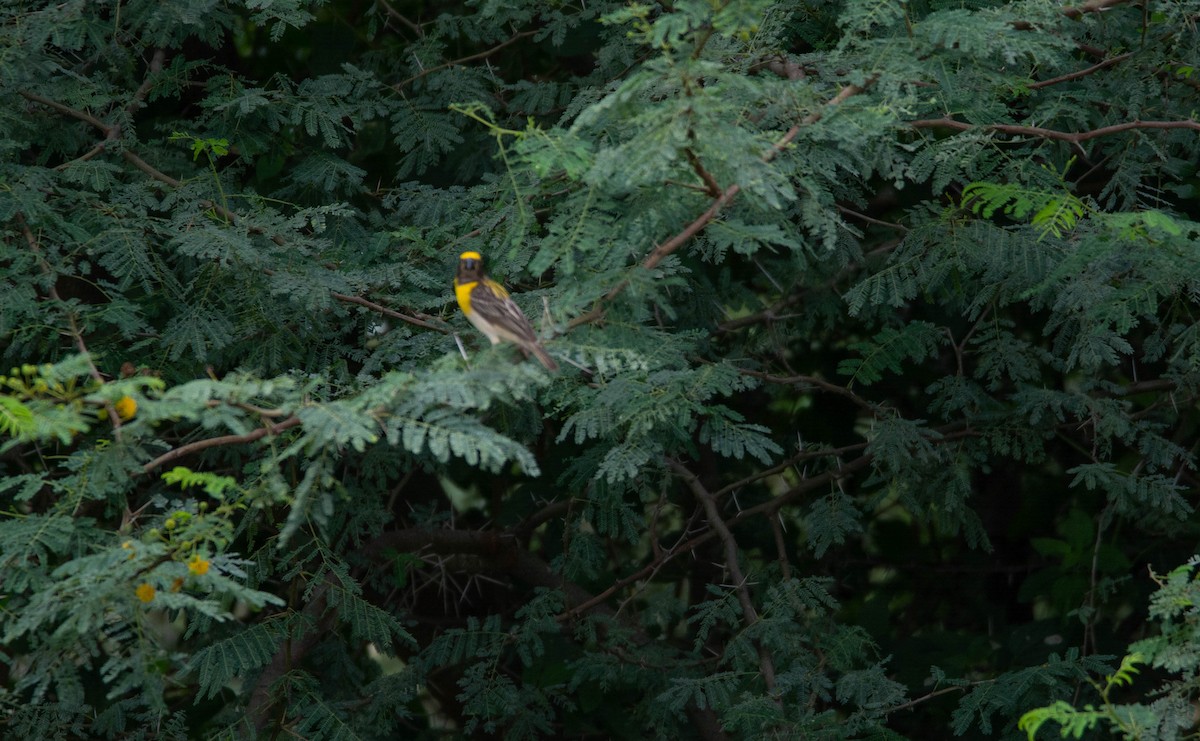 Baya Weaver - ML622120729