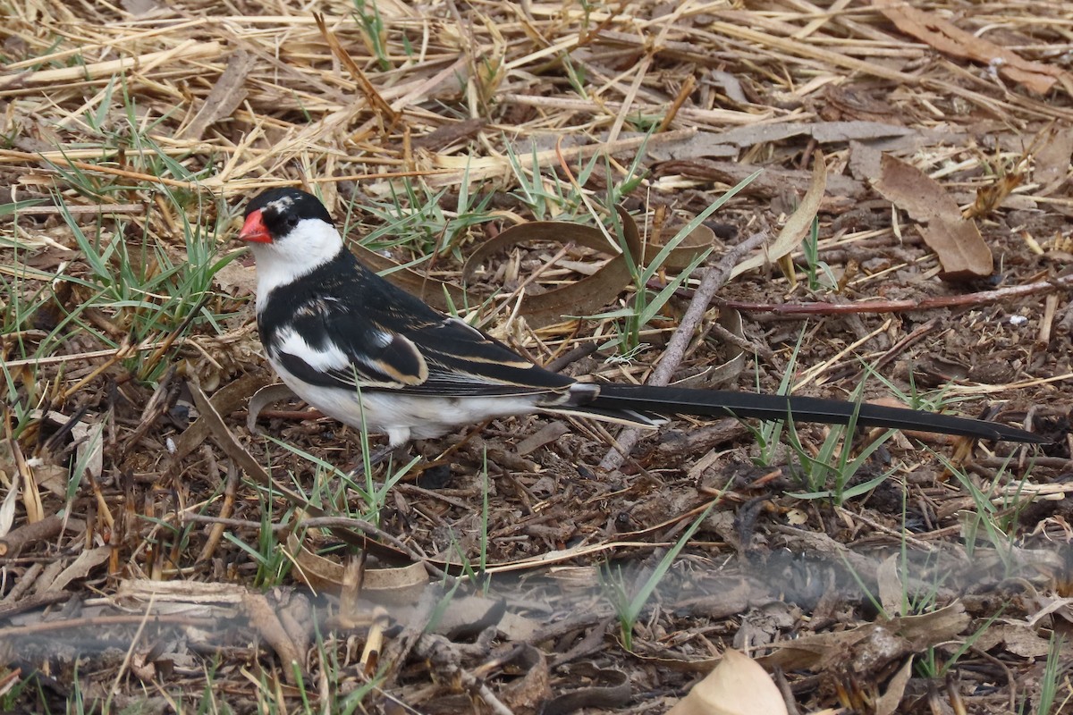 Pin-tailed Whydah - ML622120732