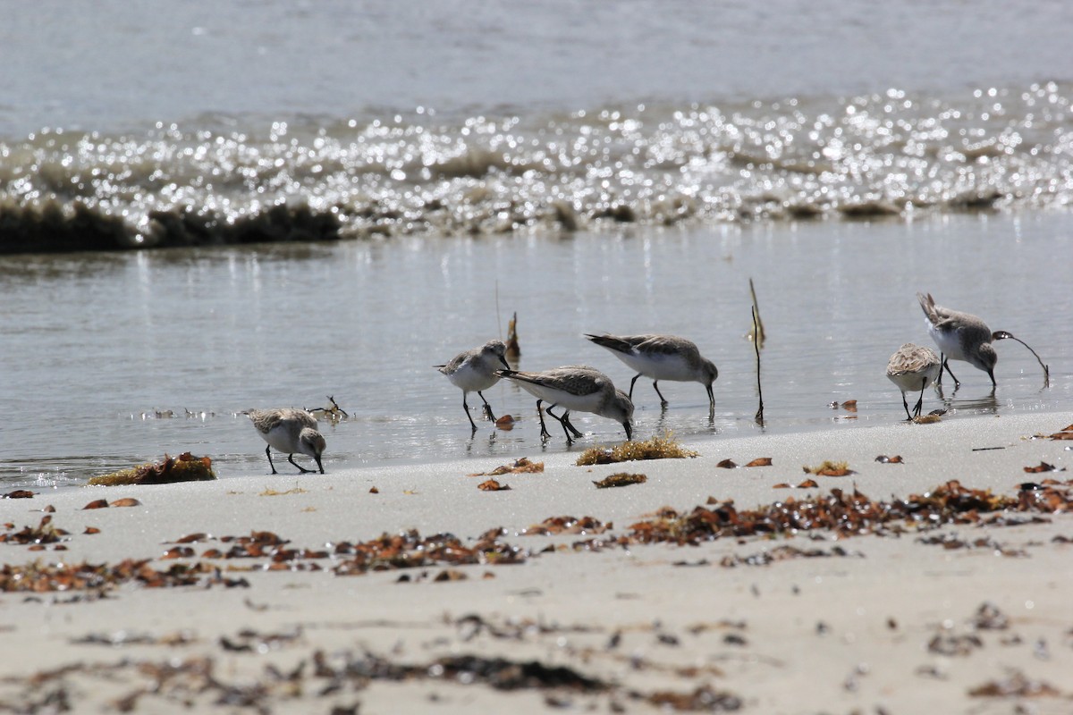 Rotkehl-Strandläufer - ML622120738