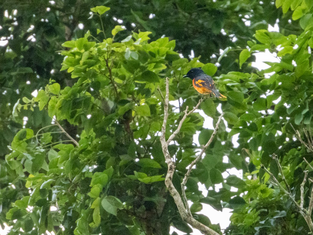 Orange Minivet - Chonseng Sangma