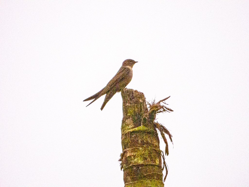 Dusky Crag-Martin - ML622120741