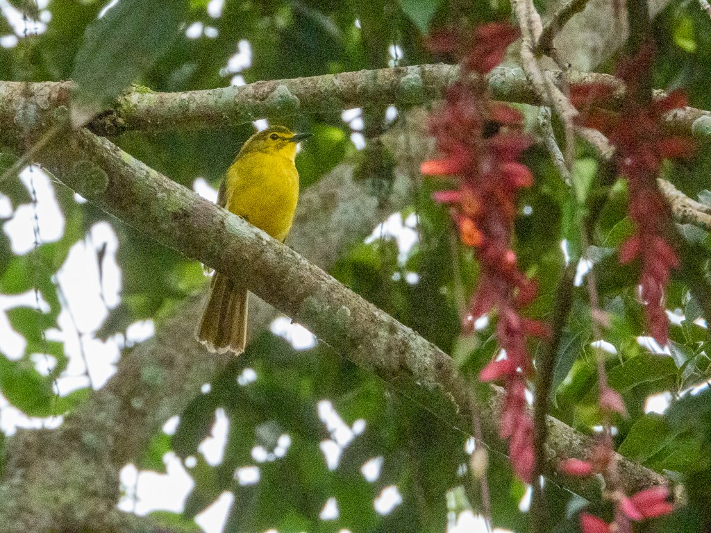 Yellow-browed Bulbul - ML622120751