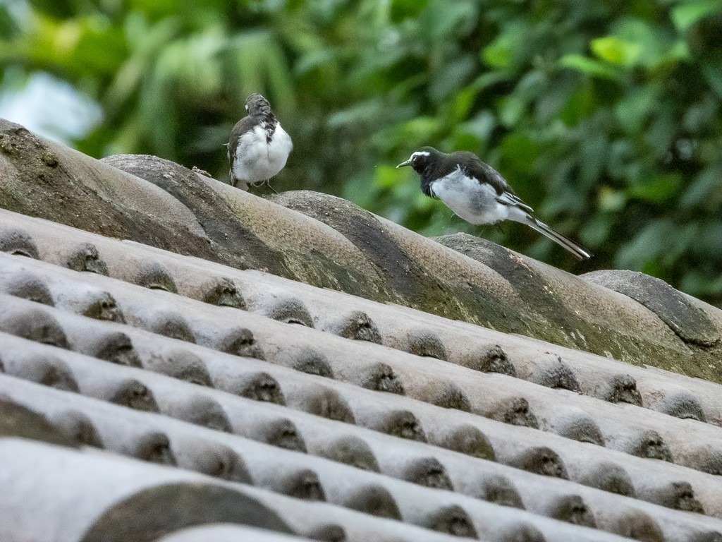 White-browed Wagtail - Chonseng Sangma