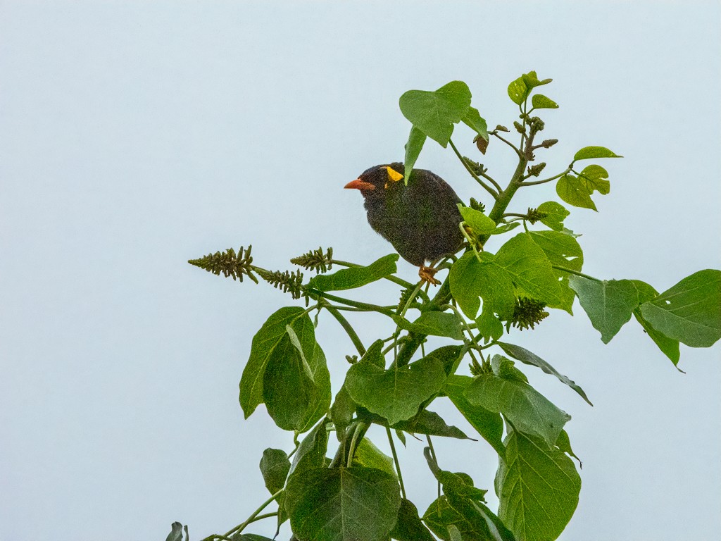 Southern Hill Myna - ML622120763