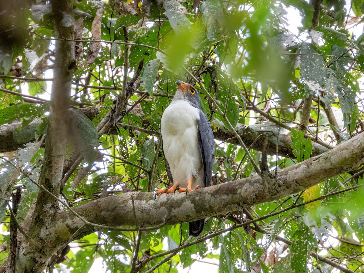 Semiplumbeous Hawk - ML622120765