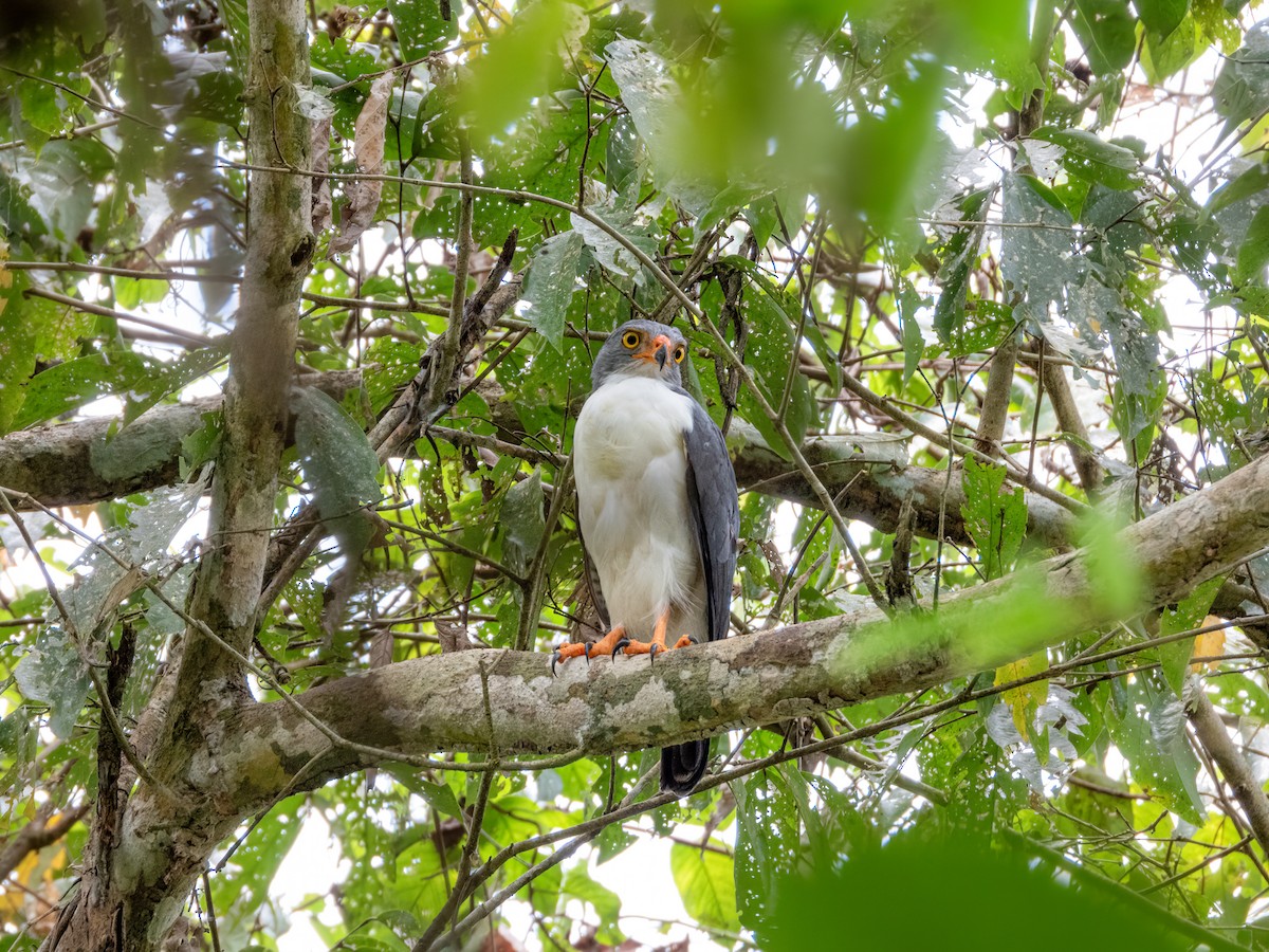 Semiplumbeous Hawk - ML622120766