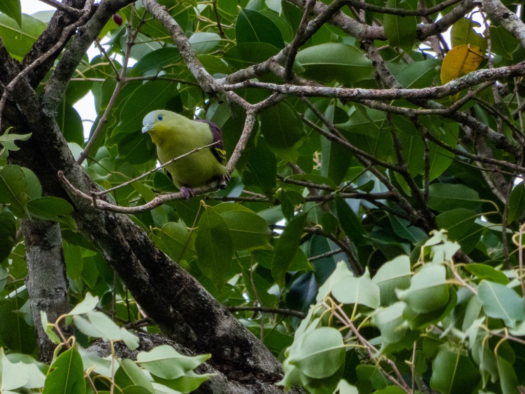 Gray-fronted Green-Pigeon - Chonseng Sangma