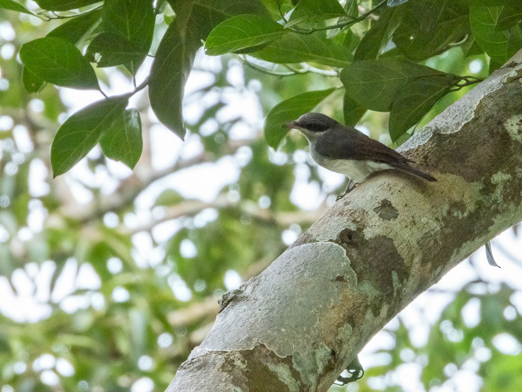 Malabar Woodshrike - ML622120784