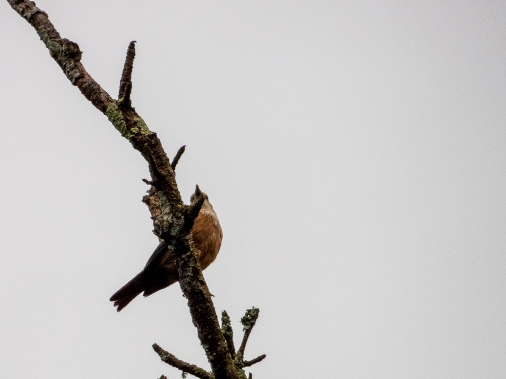 Malabar Starling - ML622120786