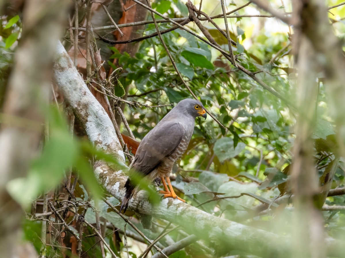 Roadside Hawk - ML622120791