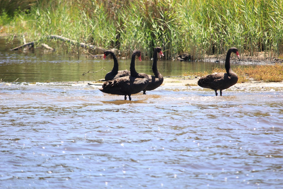 Black Swan - ML622120803