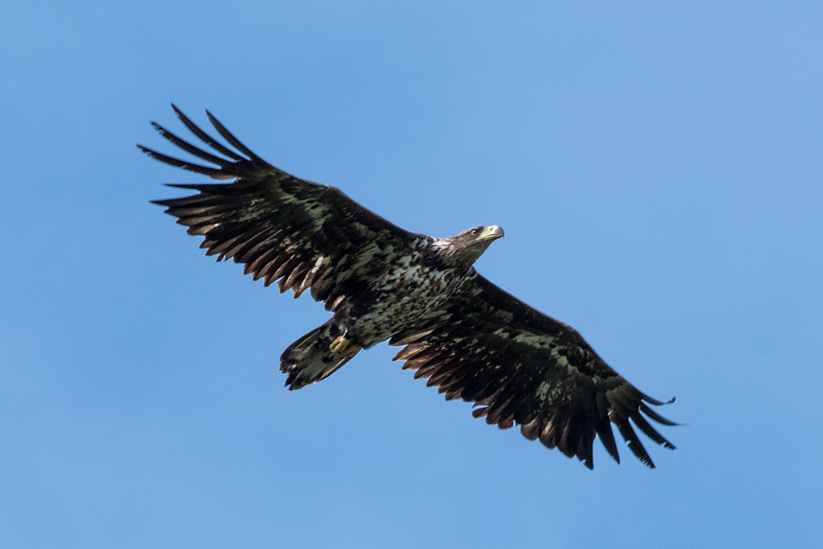 White-tailed Eagle - ML62212081