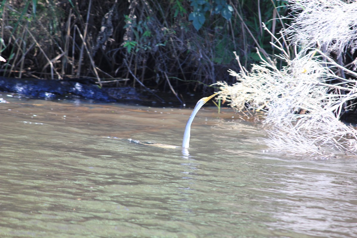 Australasian Darter - ML622120816