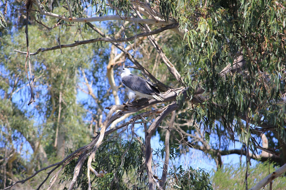 White-bellied Sea-Eagle - ML622120817