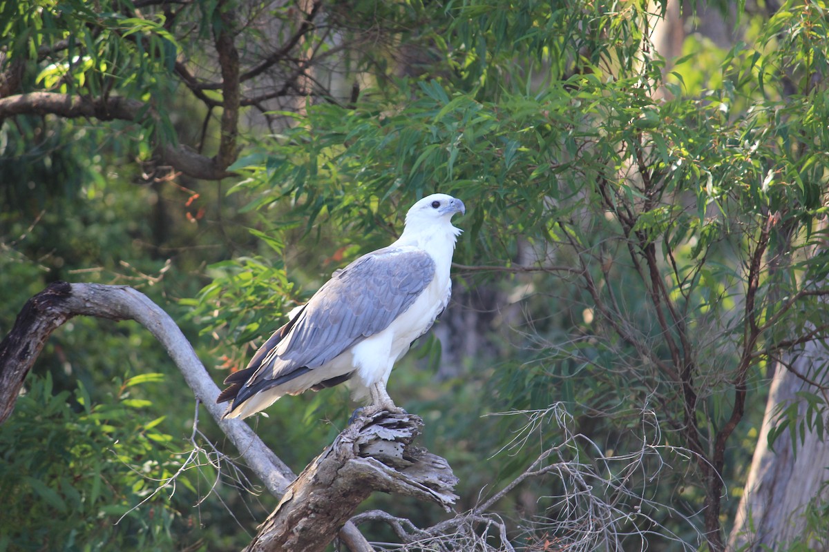 White-bellied Sea-Eagle - ML622120818