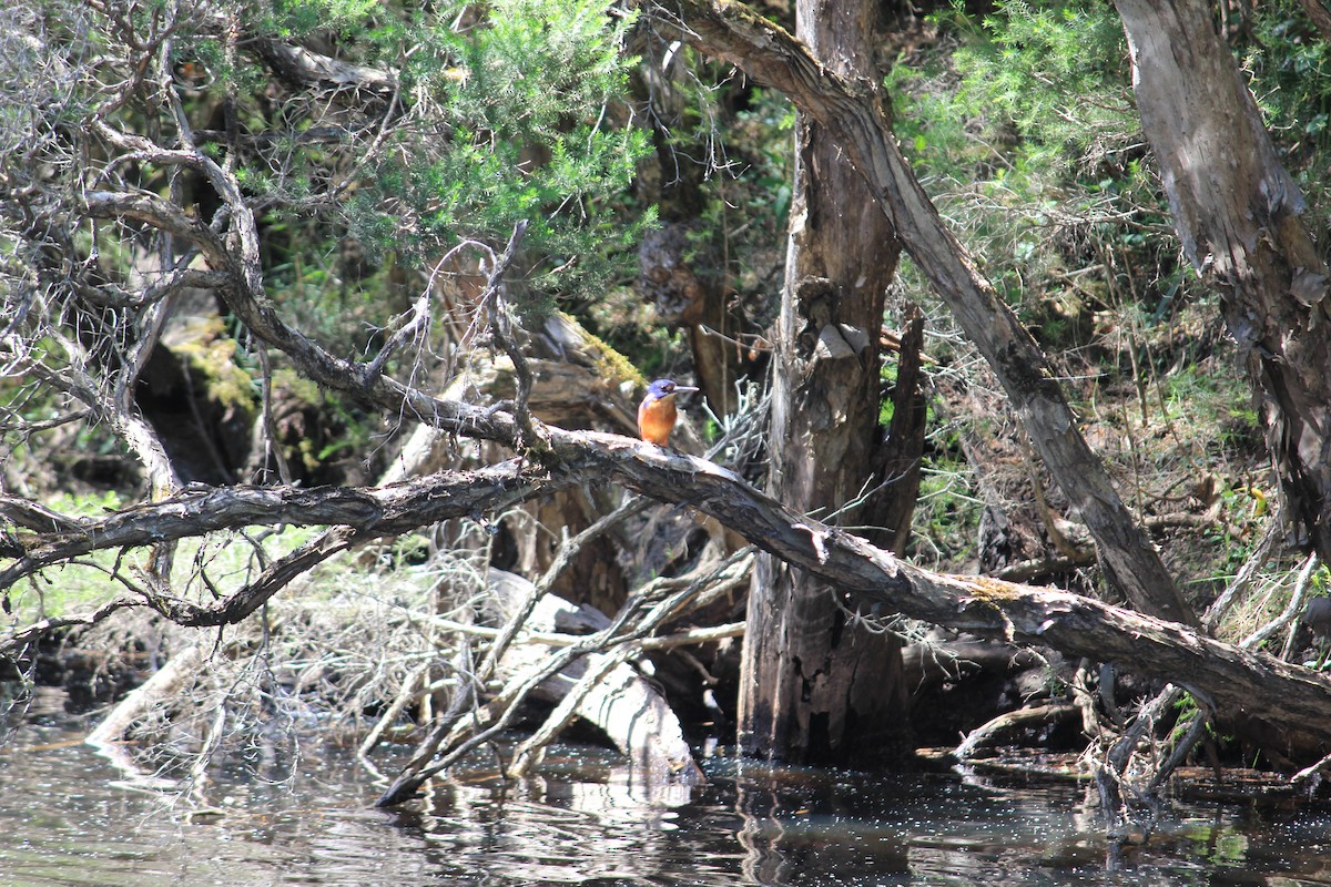 Azure Kingfisher - ML622120821