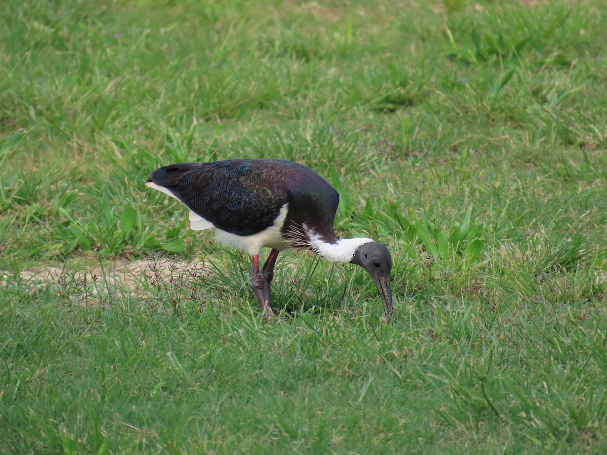 Straw-necked Ibis - Peter Leth