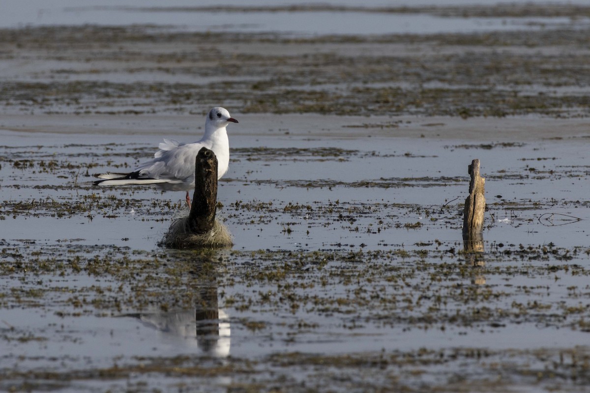 Black-headed Gull - Pantea Golzari