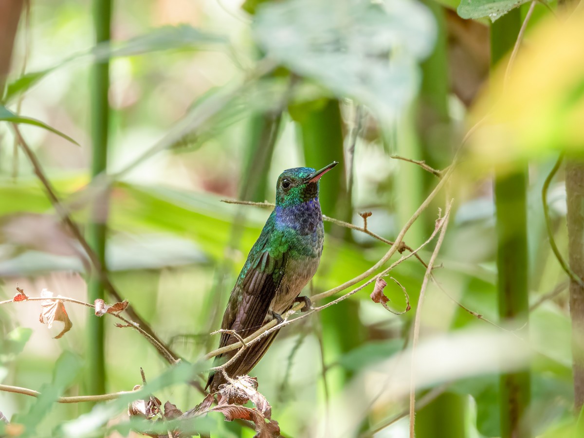 Blue-chested Hummingbird - ML622120835