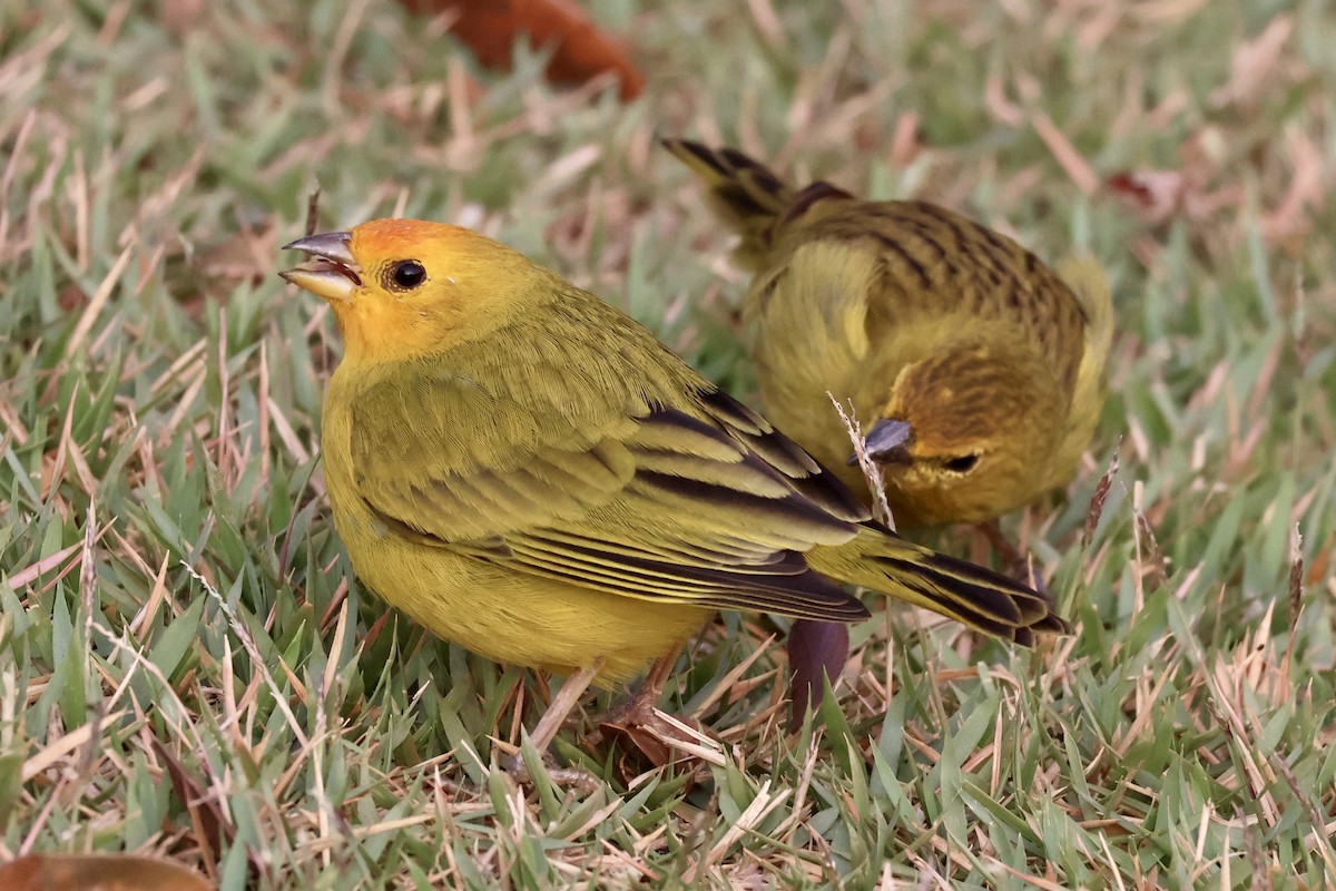 Saffron Finch - ML622120840