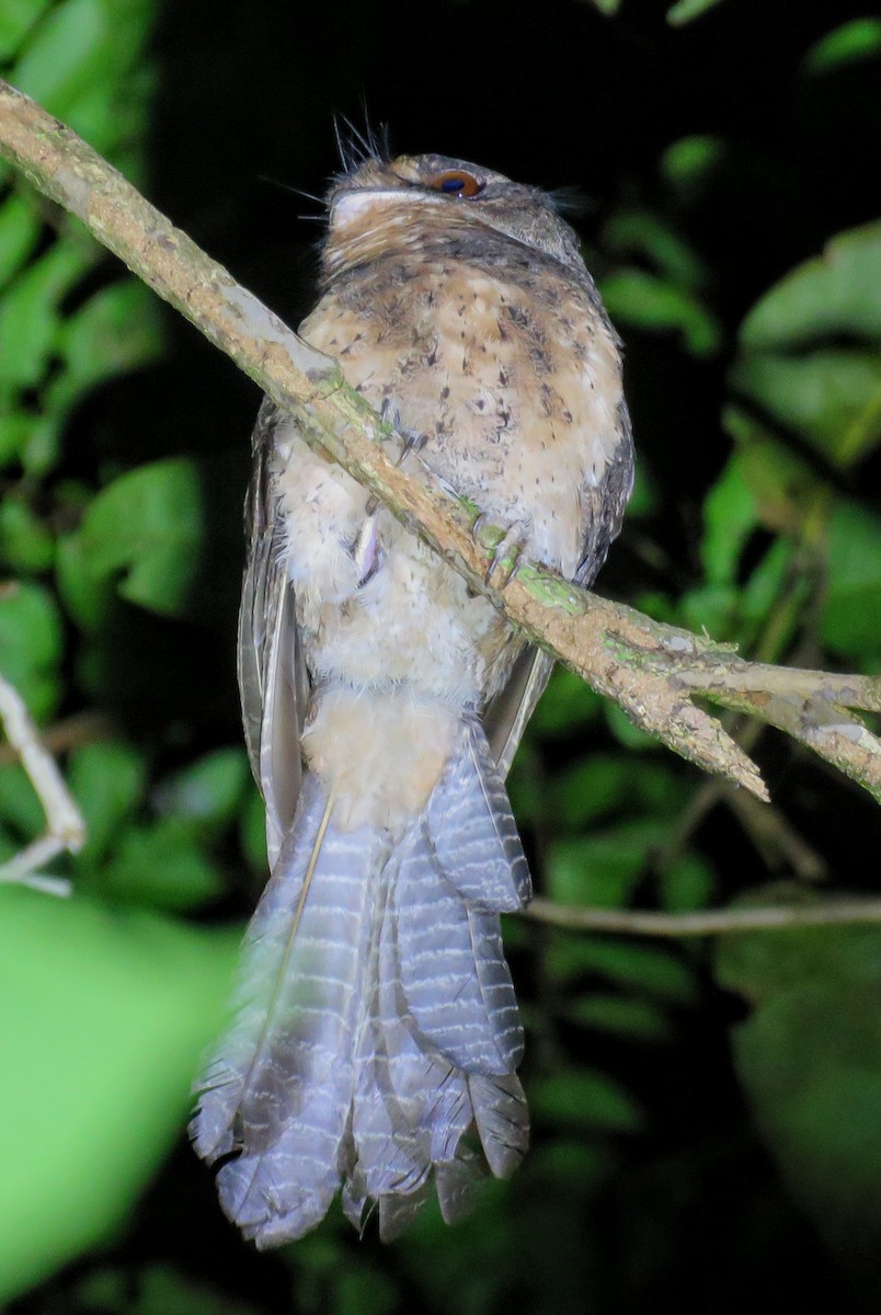 Moluccan Owlet-nightjar - ML622120858