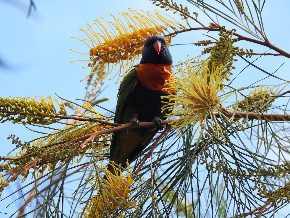 Rainbow Lorikeet - Monica Mesch