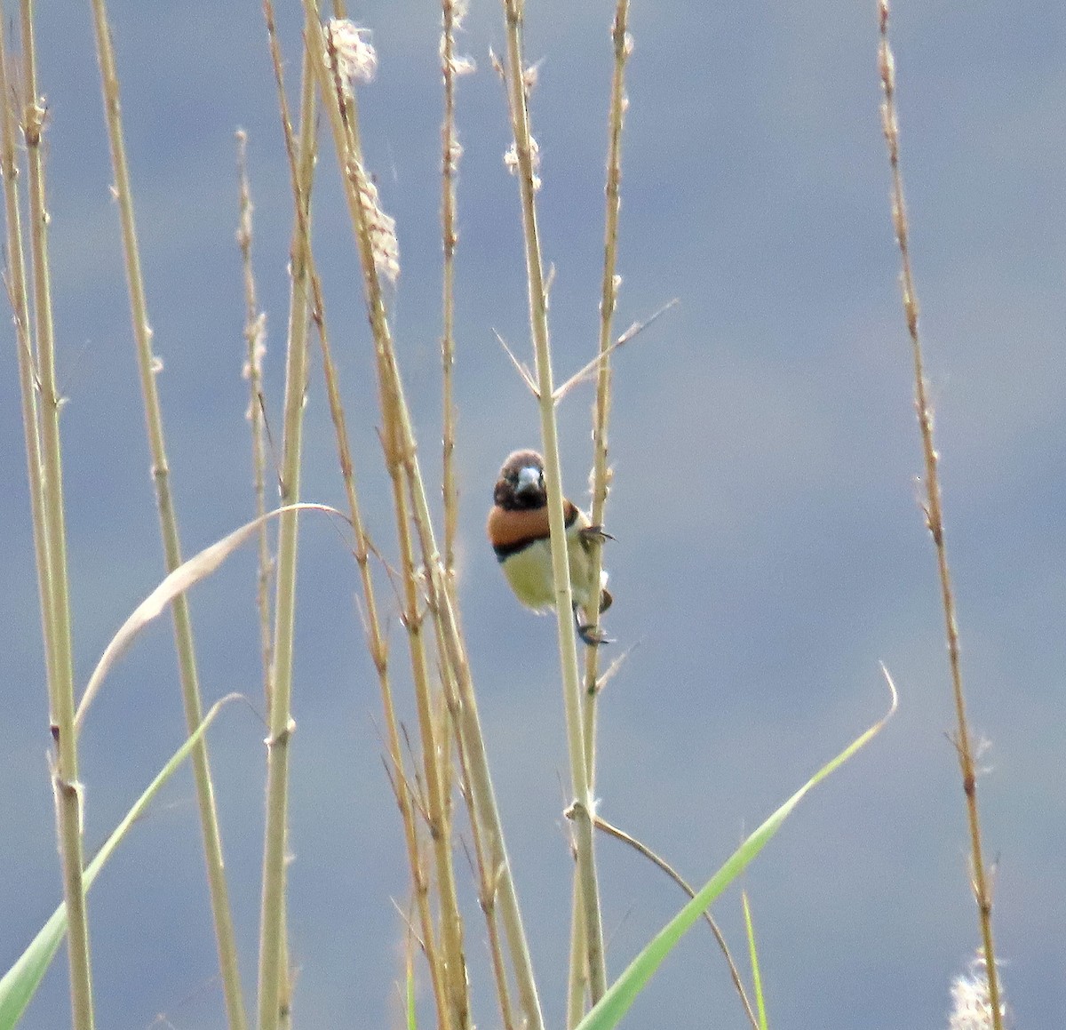 Chestnut-breasted Munia - Peter Leth