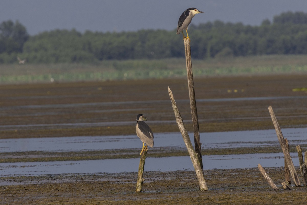 Black-crowned Night Heron - ML622120878