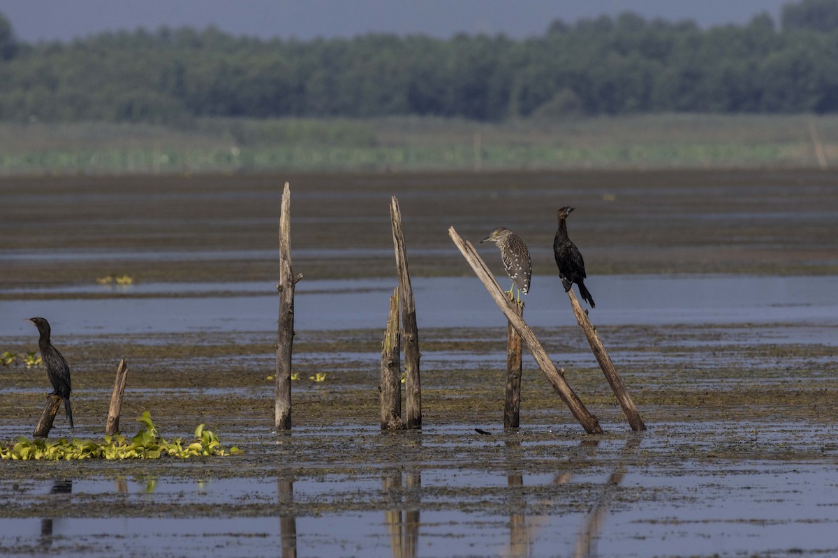 Black-crowned Night Heron - ML622120879