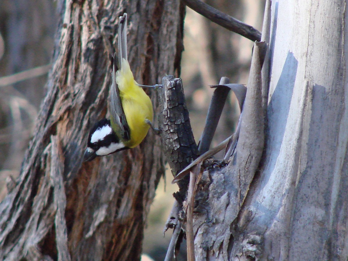 Eastern Shrike-tit - ML622120888