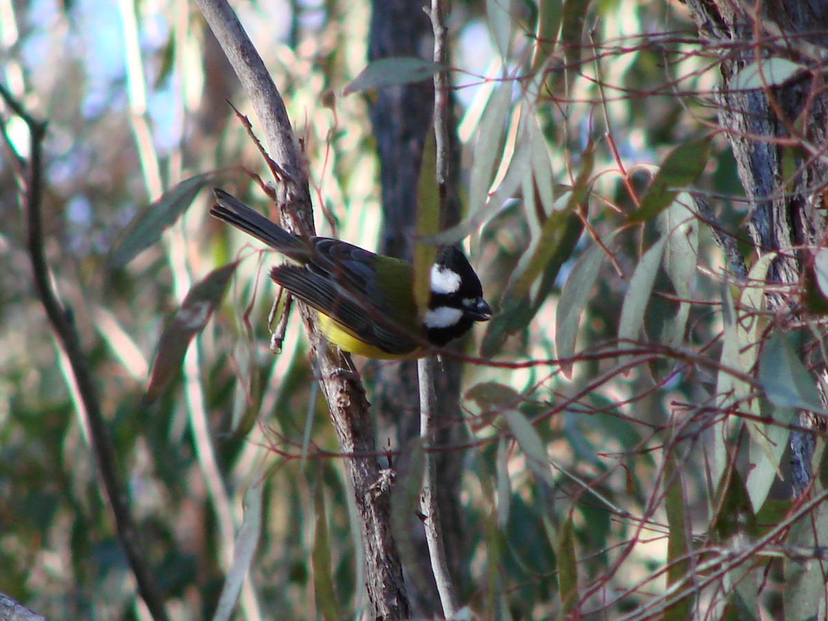 Eastern Shrike-tit - ML622120889