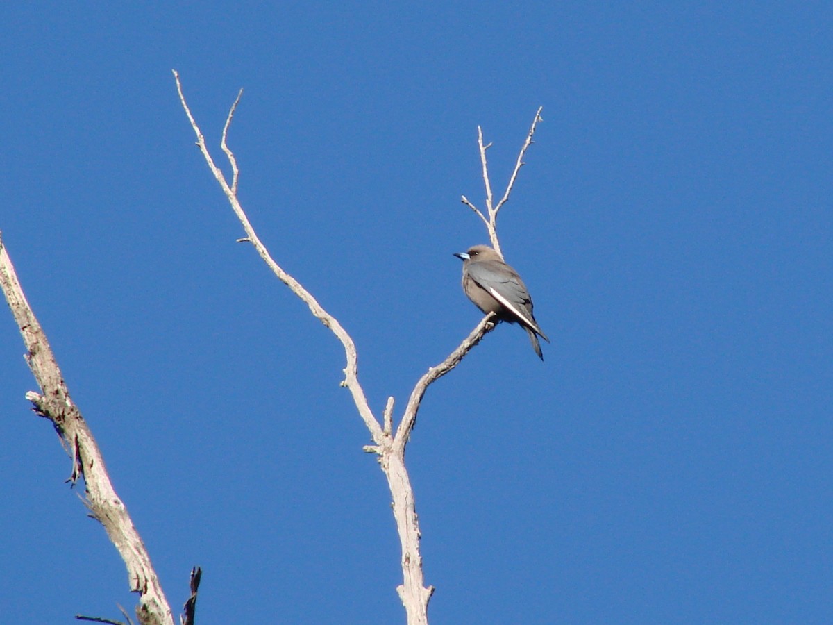 Dusky Woodswallow - ML622120892