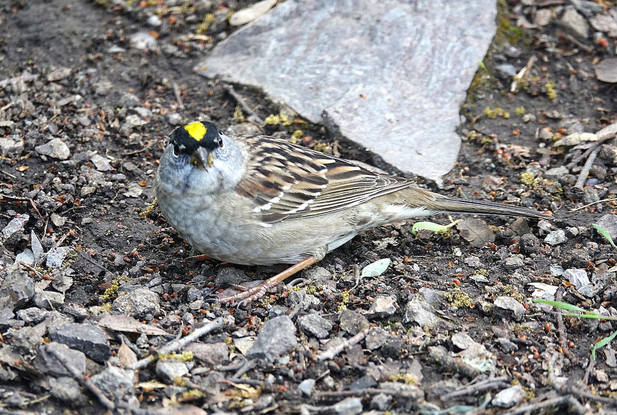 Bruant à couronne dorée - ML622120899