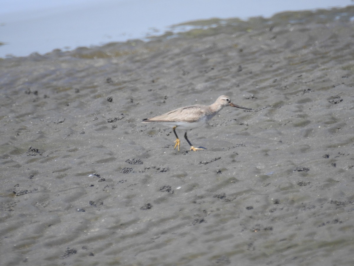 Terek Sandpiper - ML622120909