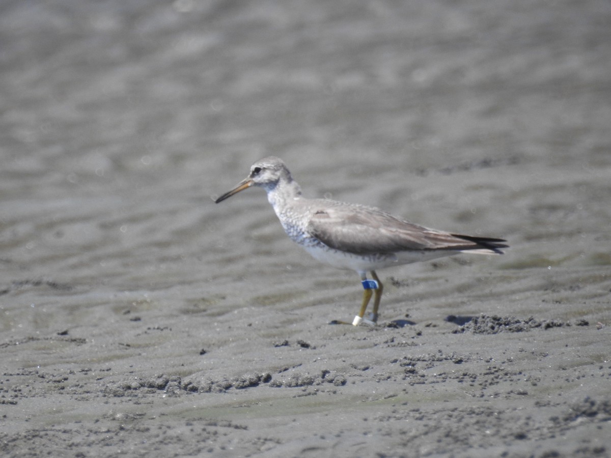 Gray-tailed Tattler - ML622120910