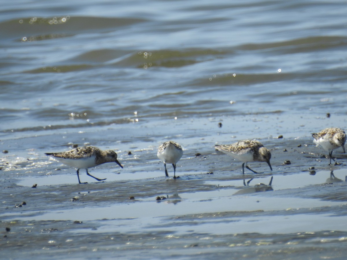 Bécasseau sanderling - ML622120916